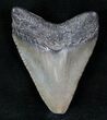 Fossil Megalodon Tooth #13358-1